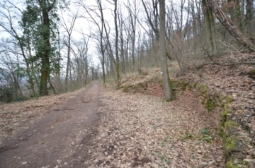 DIETZ: Waldgrundstück auf alter Weinbergsbrache zu verkaufen!, 63911 Klingenberg, Grundstück Land und Forstwirtschaft zum Kauf