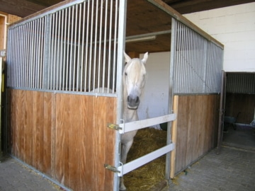 DIETZ: **RESERVIERT** Platz Für Ross und Reiter! Wohnhaus + Gewerbegebäude mit 6 Pferdestallungen! - Archivbild Pferdebox (644109)