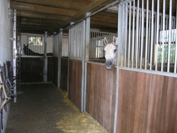 DIETZ: **RESERVIERT** Platz Für Ross und Reiter! Wohnhaus + Gewerbegebäude mit 6 Pferdestallungen! - Archivbild (644111)