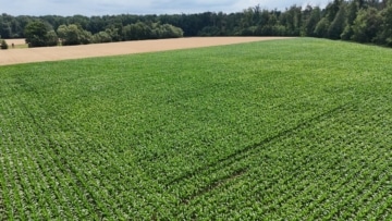 DIETZ: Ackerlandfläche zwischen Harpertshausen, Altheim und Richen zu verkaufen - Ackerlandfläche (691129)