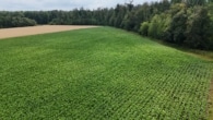 Ackerlandfläche - DIETZ: Ackerlandfläche zwischen Harpertshausen, Altheim und Richen zu verkaufen