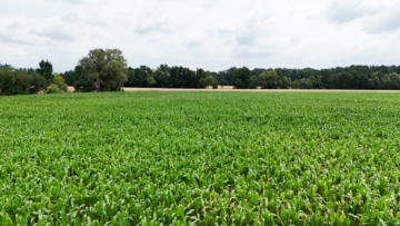 DIETZ: Ackerlandfläche zwischen Harpertshausen, Altheim und Richen zu verkaufen - Ackerlandfläche (691126)