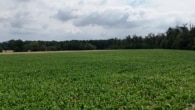 Ackerlandfläche - DIETZ: Ackerlandfläche zwischen Harpertshausen, Altheim und Richen zu verkaufen