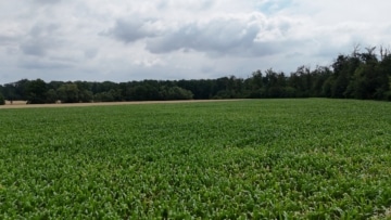 DIETZ: Ackerlandfläche zwischen Harpertshausen, Altheim und Richen zu verkaufen - Ackerlandfläche (691124)