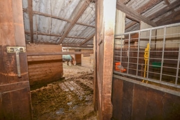 DIETZ: Reitgelände mit Stallungen für 13 Pferdeboxen auf 1,5 ha zu vermieten! Nur 20 Min von FFM! - Winterpadog (666323)
