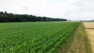 Ackerlandfläche - DIETZ: Ackerlandfläche direkt an einer Landstraße zu verkaufen zwischen Groß-Umstadt und Münster!