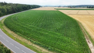 DIETZ: Ackerlandfläche direkt an einer Landstraße zu verkaufen zwischen Groß-Umstadt und Münster! - Ackerlandfläche (691132)